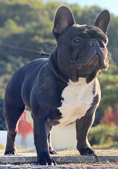 DEL BOSO Z -PRINCE    4ヵ国チャンピオン